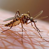 Pest Control Treatment